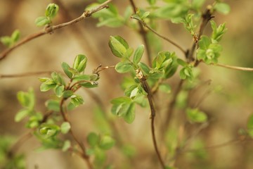 Fototapeta na wymiar New growth on a plant