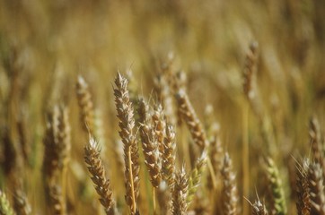 close up of ripe cereal crop