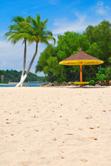 Coconut trees and hut