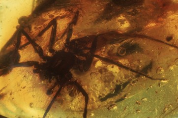 An Spider in a piece of Baltic amber, Gdansk, Poland
