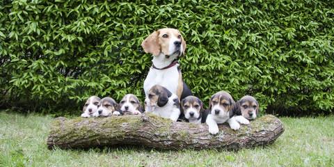 beagle