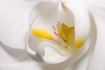 Orchid flower