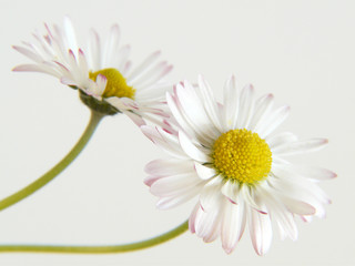 Gänseblümchen I © Reena