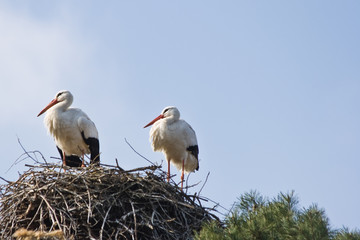 Two European white storks on nest