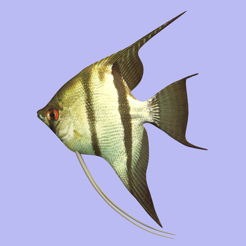 Scalar