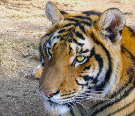 Beady eyed Tiger