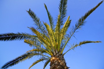 Obraz na płótnie Canvas A palm tree