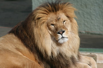 lion