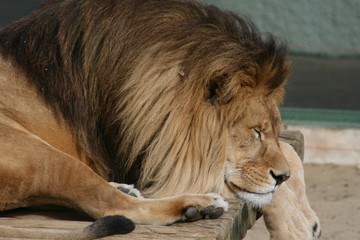 lion