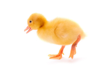 Young duckling isolated on white