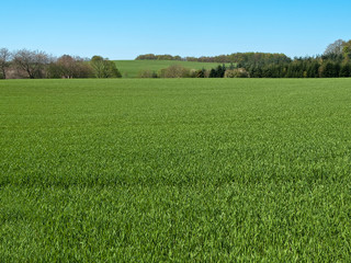 Green grass field with blue sky background