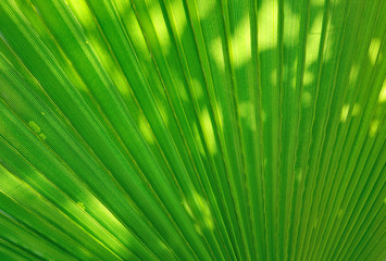 palm leaf