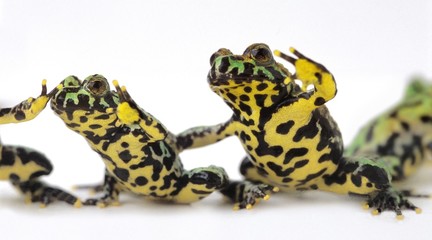 Toads in a group