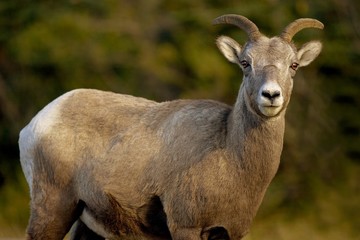Closeup of a big horned sheep