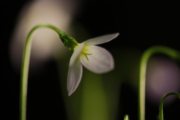 Fototapeta premium シンクロ