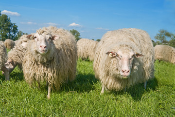 sheeps_04
