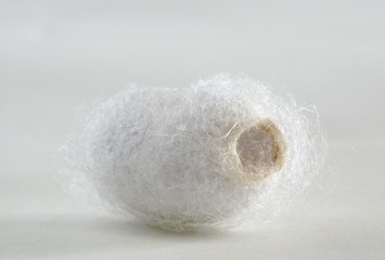 Silk Worm Cocoon