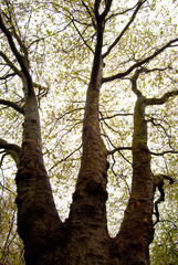 tree