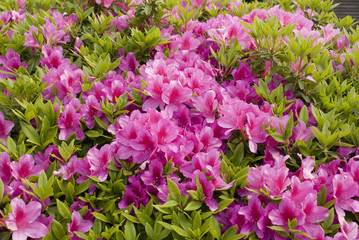 ヤマツツジ　濃いピンク