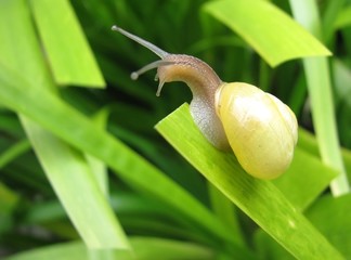 Escargot