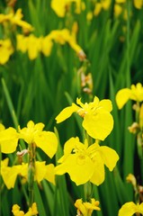 Obraz premium Daffodil garden