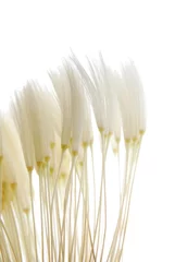 Aluminium Prints Dandelions and water soft dandelion seeds