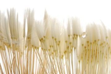 soft dandelion seeds