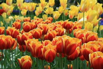 tulipes