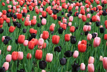 tulipes