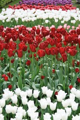 tulipes