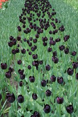 tulipes noires