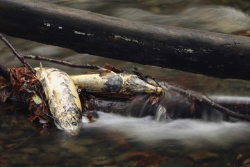 Dead fish in a stream