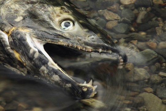 Closeup of a fish head