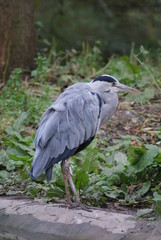 Grey Heron
