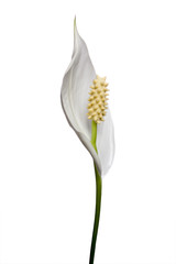 Peace Lily