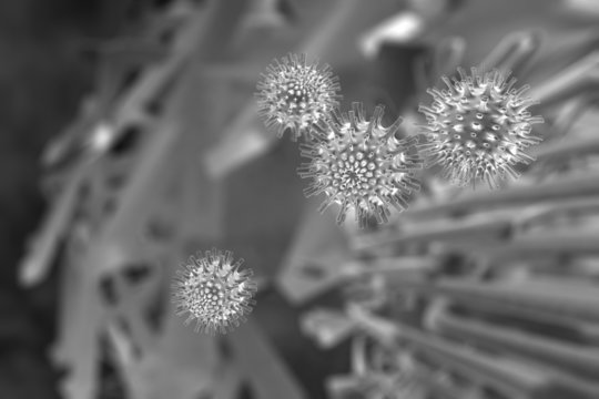 Viruses - Scanning Electron Microscopy stylised grayscale
