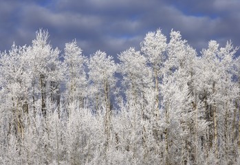 Frosty trees