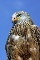 Im Jagdrevier des Rotmilan