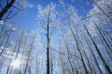 Frost on trees in forest