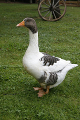 Gans