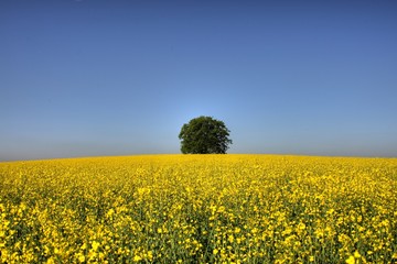 Obraz premium single tree in yellow field of oilseed rape - canola