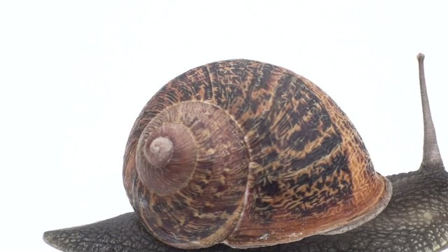 sa&iacute;da de caracol