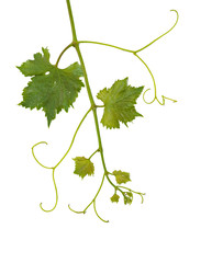 Grapevine isolated on white background