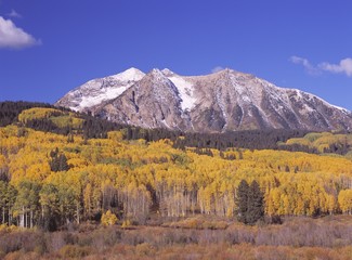 Autumn aspen grove in the Rocky Mountains, Gunnison National Forest