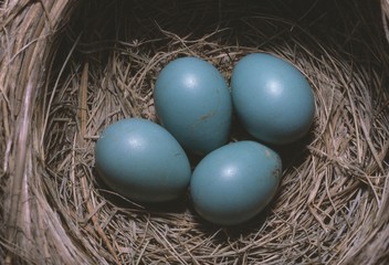 Robin (Turdus migratory) eggs in nest