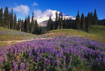 Lupine wildflowers blooming  near Mount Rainier