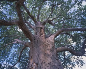 Fototapeta na wymiar Baobab drzewo
