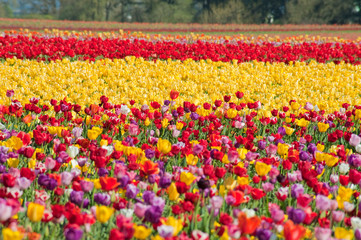 Tulip fields