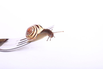 Schnecke auf Gabel