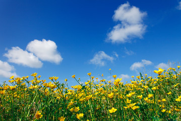 blumenwiese